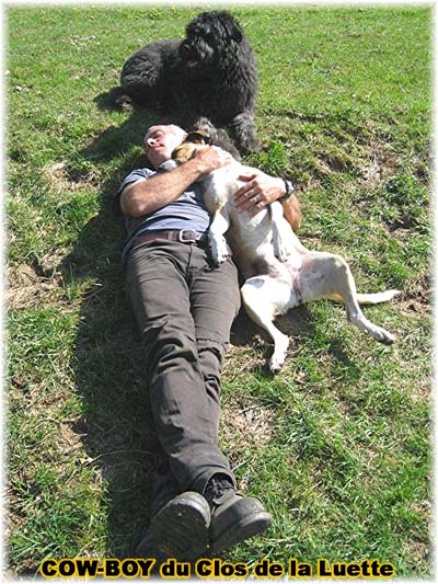 le bouvier des flandres et le cheval - Elevage du CLOS DE LA LUETTE - COPYRIGHT DEPOSE